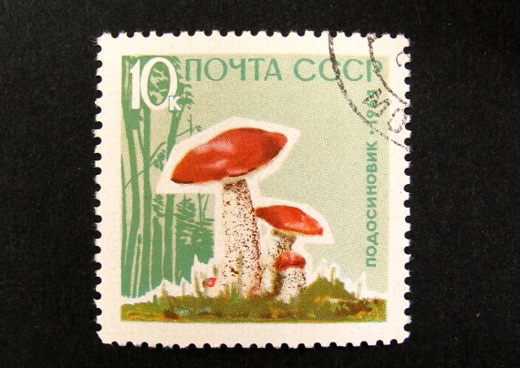 kozák osikový
