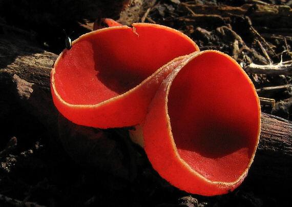 ohnivec šarlátový Sarcoscypha coccinea (Gray) Boud.