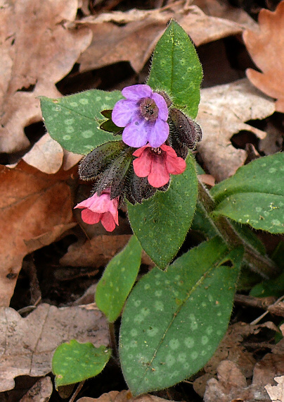 pľúcnik lekársky Pulmonaria officinalis L.