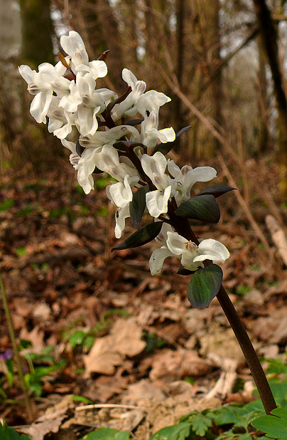 chochlačka dutá  Corydalis cava (L.) Schweigg. et Körte