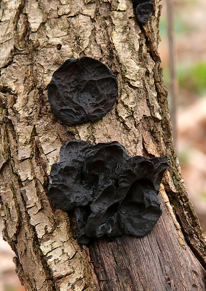 tmavorôsolovec mušľovitý Exidia truncata Fr.