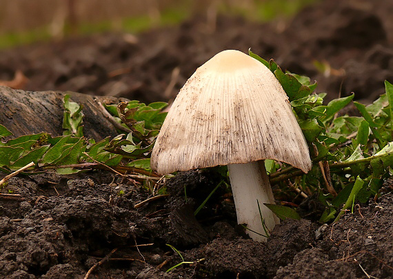 hnojník okrový Coprinellus domesticus (Bolton) Vilgalys, Hopple & Jacq. Johnson