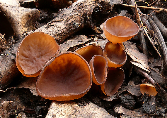 hľuznatka veternicová Dumontinia tuberosa (Bull.) L.M. Kohn