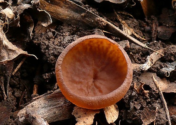 hľuznatka veternicová Dumontinia tuberosa (Bull.) L.M. Kohn