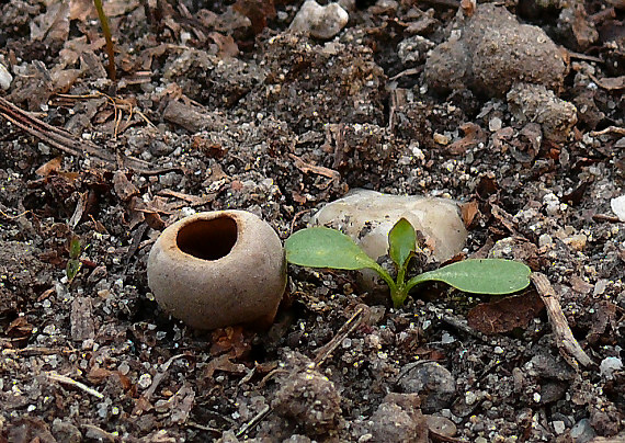 chriapač sosnový Dissingia leucomelaena (Pers.) K. Hansen & X.H. Wang