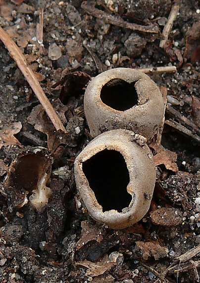chriapač sosnový Dissingia leucomelaena (Pers.) K. Hansen & X.H. Wang