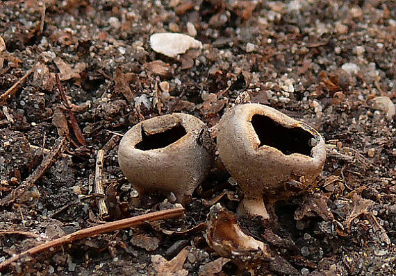 chriapač sosnový Dissingia leucomelaena (Pers.) K. Hansen & X.H. Wang