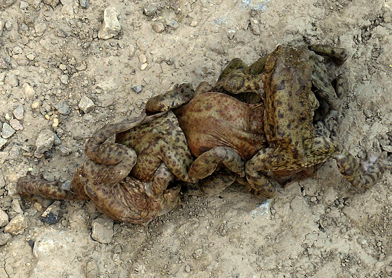 ropucha bradavičnatá Bufo bufo
