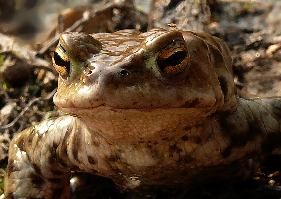 ropucha bradavičnatá Bufo bufo