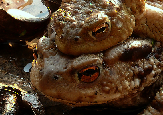 ropucha bradavičnatá Bufo bufo