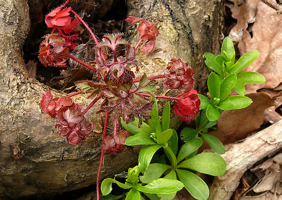 pakost smradľavý Geranium robertianum L.