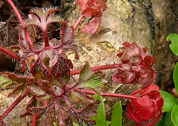 pakost smradľavý Geranium robertianum L.