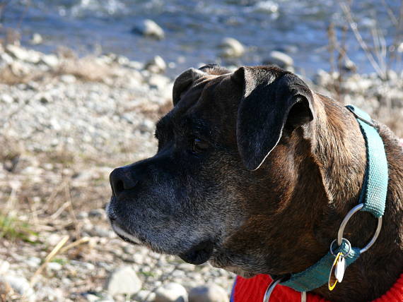 boxerka