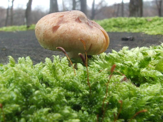 strapcovka Hypholoma sp.