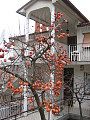 diospyros kaki