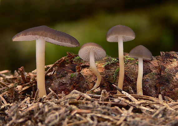 peniazočka smreková Strobilurus esculentus (Wulfen) Singer