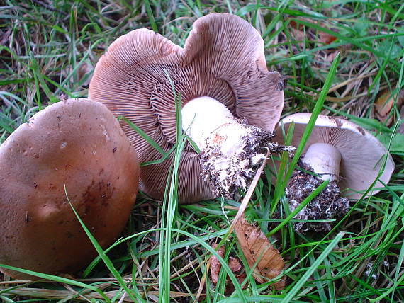 pôvabnica fialová Lepista nuda (Bull.) Cooke