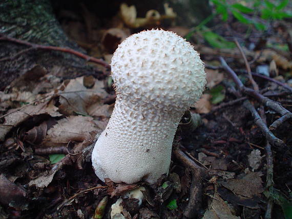rozpadavec stopkatý Lycoperdon excipuliforme (Scop.) Pers.