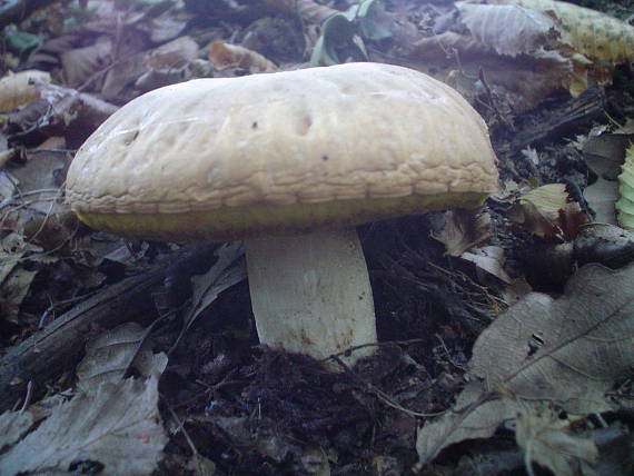 hríb jamkatý Hemileccinum depilatum (Redeuilh) Šutara