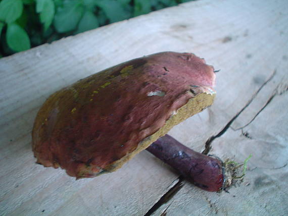 suchohríb karmínový Hortiboletus rubellus (Krombh.) Simonini, Vizzini & Gelardi