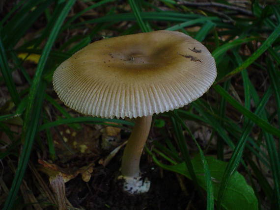 muchotrávka Battarova Amanita battarrae  Syn. A. umbrinolutea