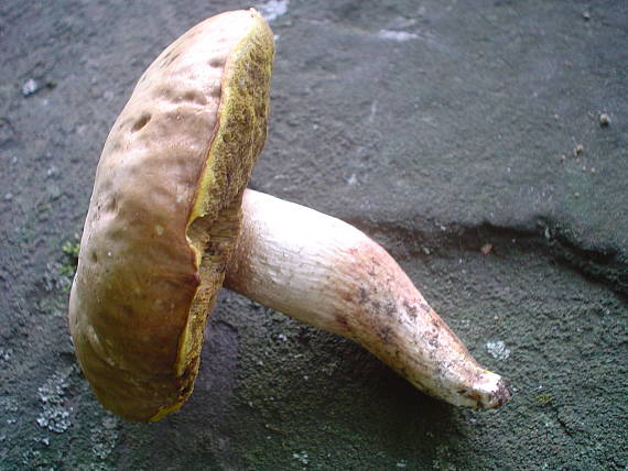 hríb jamkatý Hemileccinum depilatum (Redeuilh) Šutara