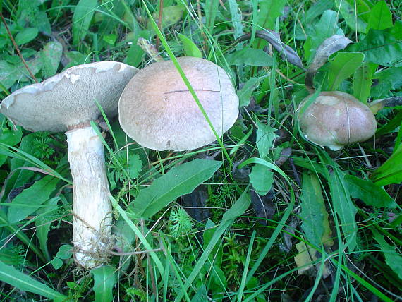 masliak lepkavý Suillus viscidus (L.) Roussel