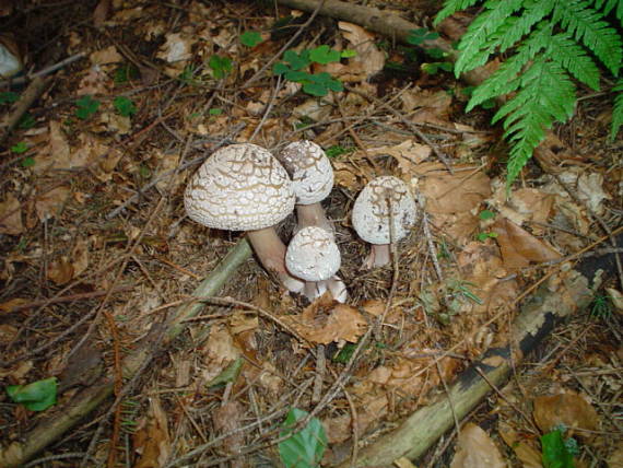 muchotrávka Amanita sp.