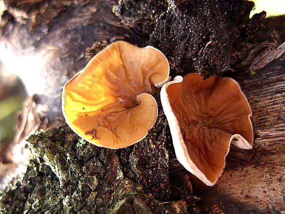 mušlovka plstnatá Schizophyllum amplum (Lév.) Nakasone