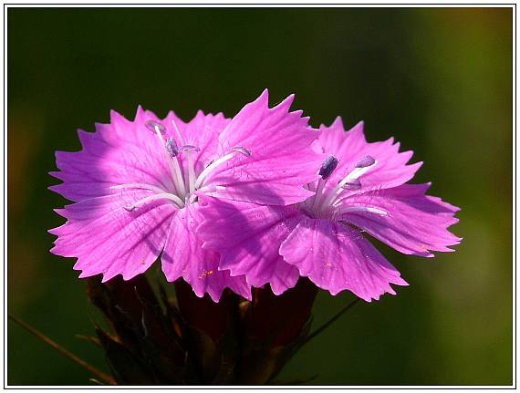 klinček Dianthus sp.