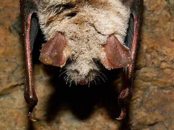 netopier obyčajný  Myotis myotis