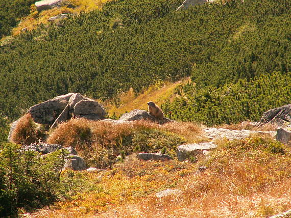 svišť vrchovský Marmota Marmota
