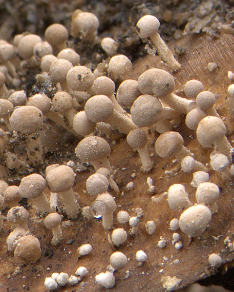 rohovinovka obyčajná Onygena equina (Willd.) Pers.
