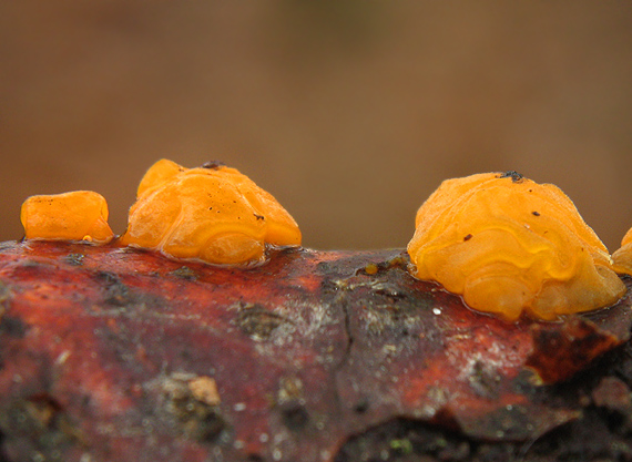 slzovec oranžovočervený Dacrymyces chrysospermus Berk. & M.A. Curtis