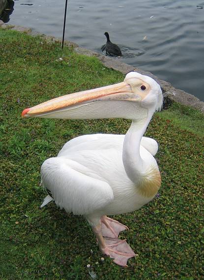 pelikán ružový Pelecanus onocrotalus