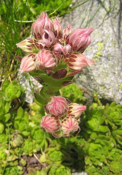 skalnica horská karpatská Sempervivum montanum subsp. carpathicum