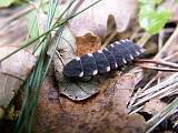 larva svätojánskej mušky(svetlušky)