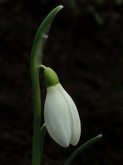 snezienka Galanthus nivalis L.