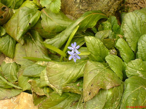 scila dvojlistá Scilla bifolia agg. L.