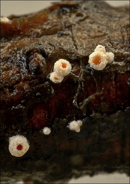 vlnuška neškodná Lachnellula occidentalis (G.G. Hahn & Ayers) Dharne