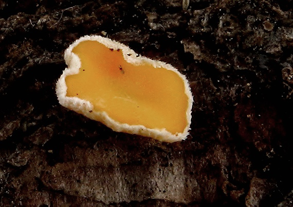 vlnuška neškodná Lachnellula occidentalis (G.G. Hahn & Ayers) Dharne