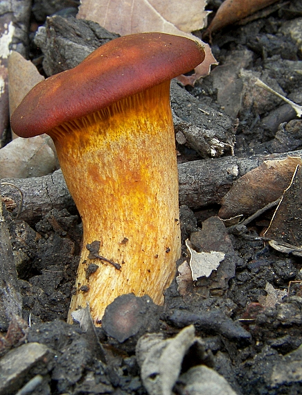 kališník hnedooranžový Omphalotus olearius (DC.) Singer