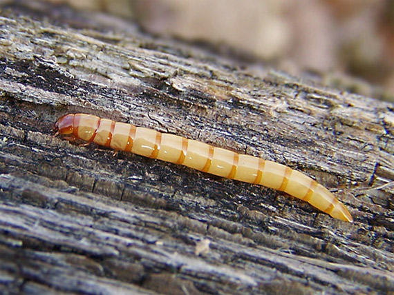 larva kováčika  (Elateridae)