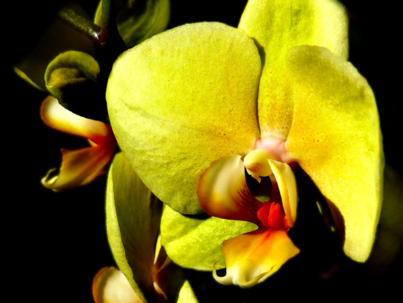 orchides Orchides Phalaenopsis