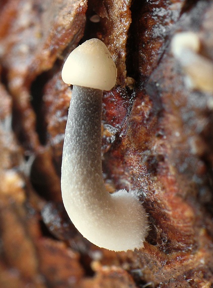 prilbička šišková Mycena strobilicola J. Favre & Kühner