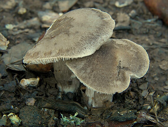 čírovka Tricholoma sp.