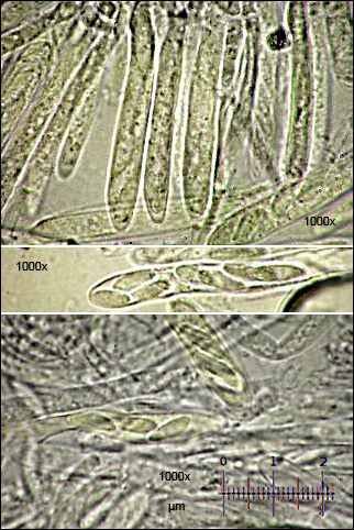 tapézia tmavá Tapesia fusca (Pers.) Fuckel