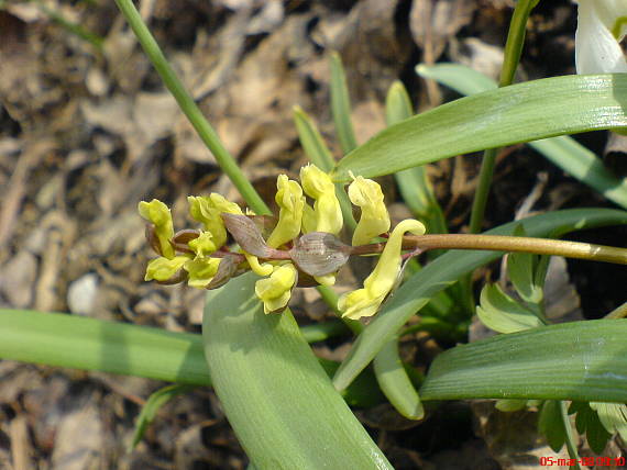 chochlačka dutá Corydalis cava (L.) Schweigg. et Körte