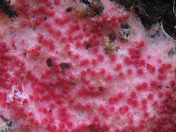 hubožer ružový Hypomyces rosellus (Alb. & Schwein.) Tul. & C. Tul.