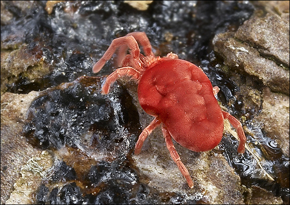 roztočík červený  Trombidium holosericeum